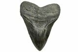 Huge Fossil Megalodon Tooth - South Carolina #324267-1